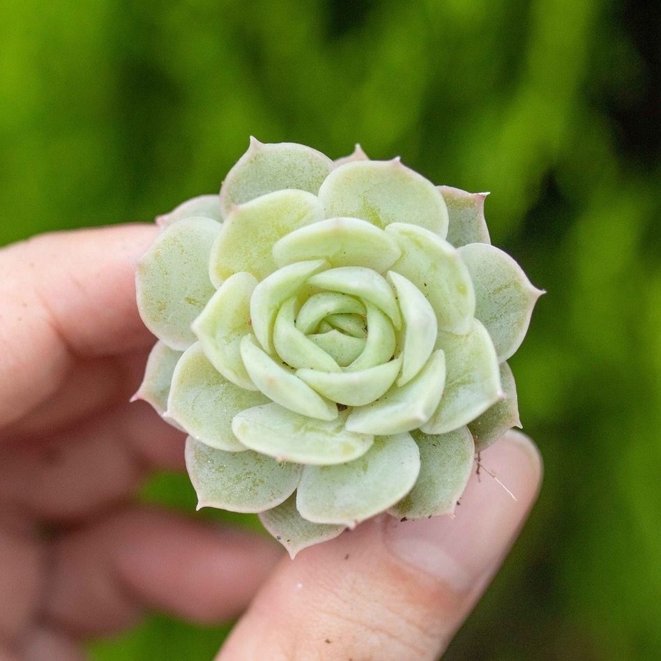 Sen đá ngọc bích - Sen vỉ mini 2-3cm (không chậu)