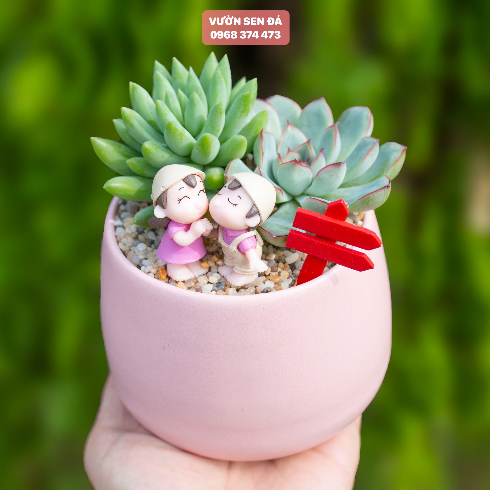 Tiểu cảnh sen đá 10cm - Vợ chồng làm vườn hồng
