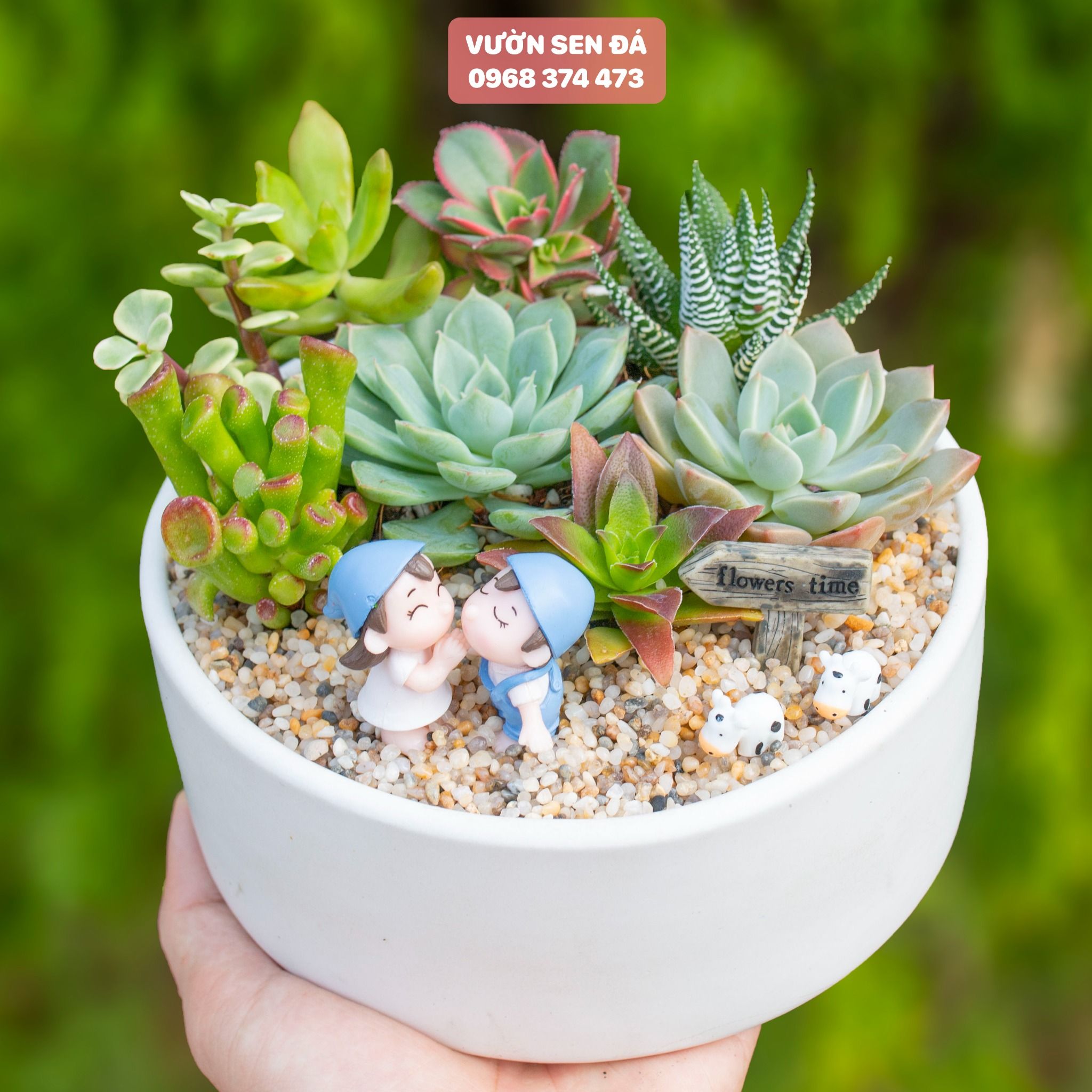 Tiểu cảnh sen đá 16cm - Vợ chồng làm vườn xanh
