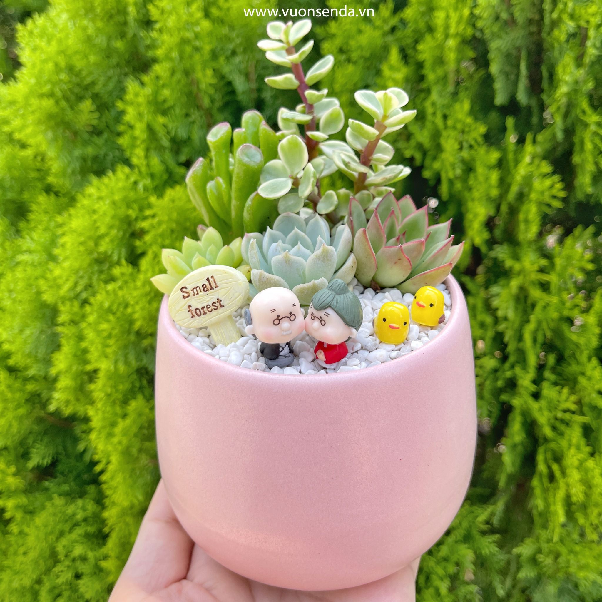 Tiểu cảnh ông bà lão mini - Chậu bầu hồng 10x8.5cm