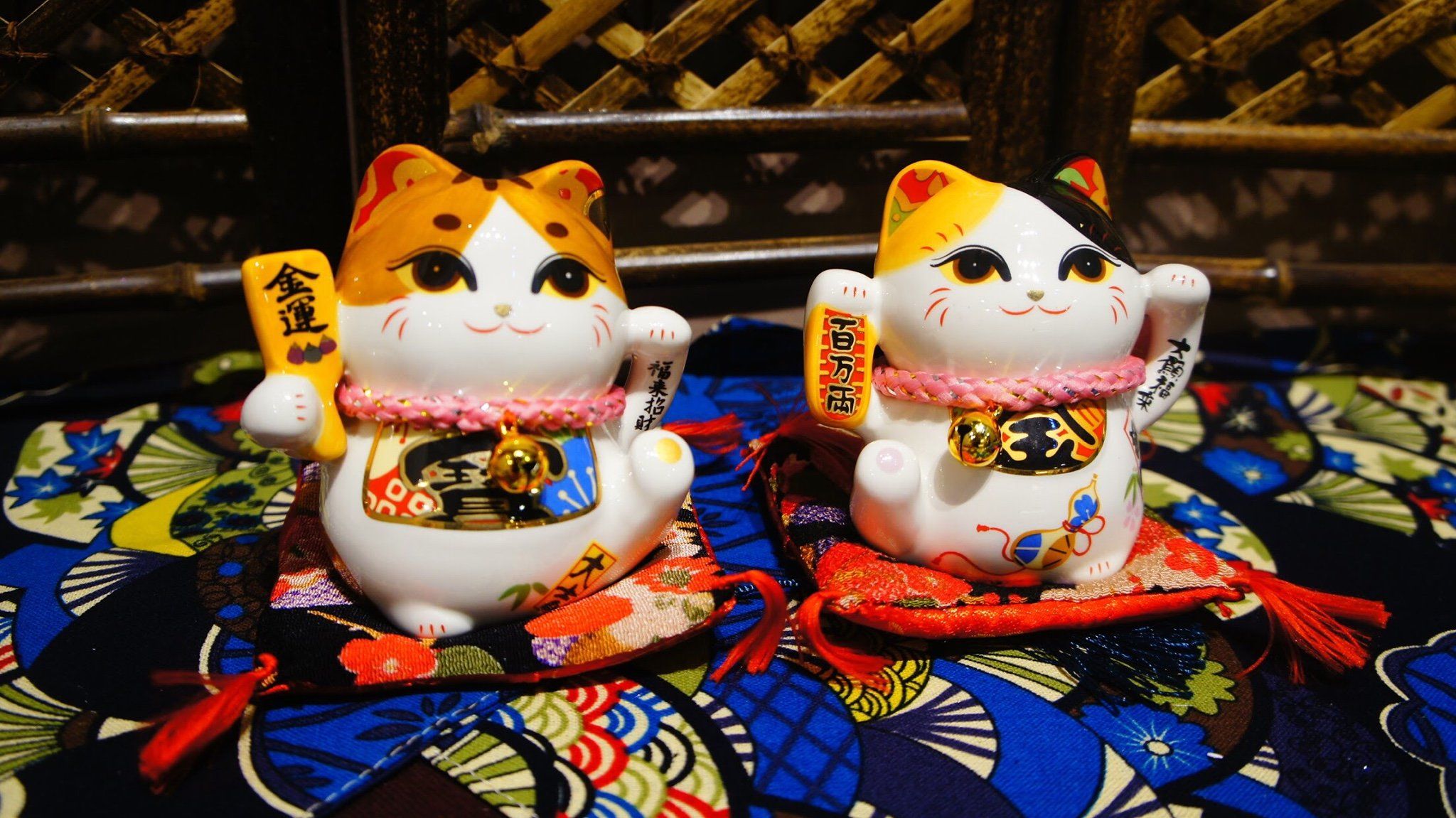 Mèo tam thể mắt to mini