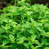 Tinh Dầu Kinh Giới Cay - Oregano Essential Oil - Hoa Thơm Cỏ Lạ