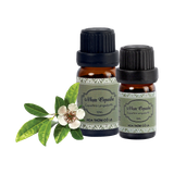 Tinh Dầu Nhựa Copaiba - Copaiba Balsam Essential Oil - Hoa Thơm Cỏ Lạ