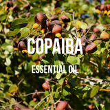 Tinh Dầu Nhựa Copaiba - Copaiba Balsam Essential Oil - Hoa Thơm Cỏ Lạ