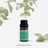 Tinh Dầu Thiên Niên Kiện - Homalomena Essential Oil