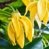 tinh dầu ngọc lan tây Ylang Ylang hoa thơm cỏ lạ