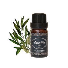 Tinh Dầu Tràm Gió - Cajeput Essential Oil