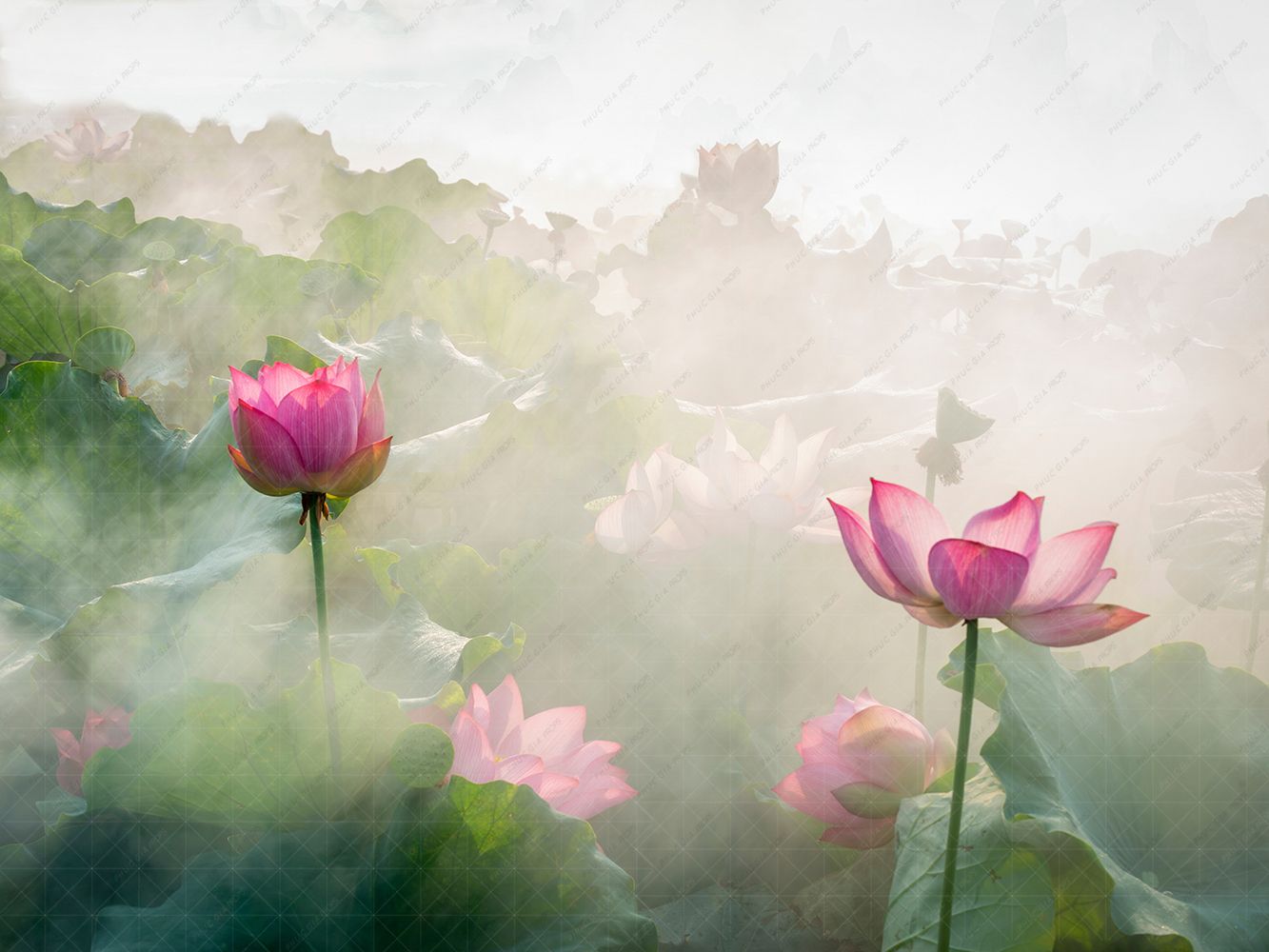 Phông 5D Chụp Hình Em Bé S04