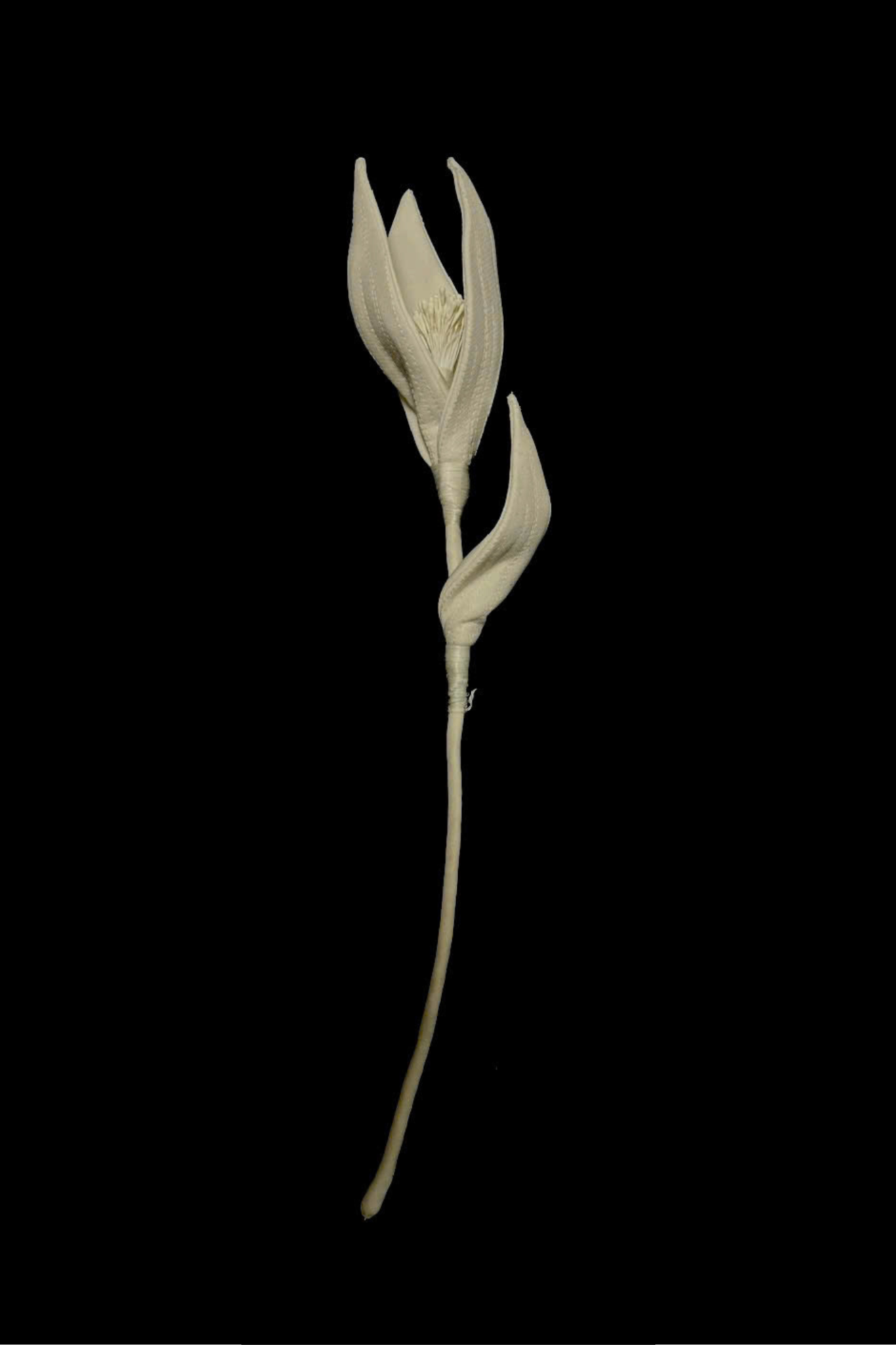 BIRD OF PARADISE BLOOM
