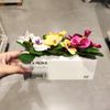 BỘ 3 CHẬU CÂY CẢNH PANSY FEJKA IKEA