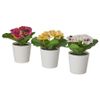 BỘ 3 CHẬU CÂY CẢNH PANSY FEJKA IKEA