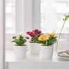 BỘ 3 CHẬU CÂY CẢNH PANSY FEJKA IKEA