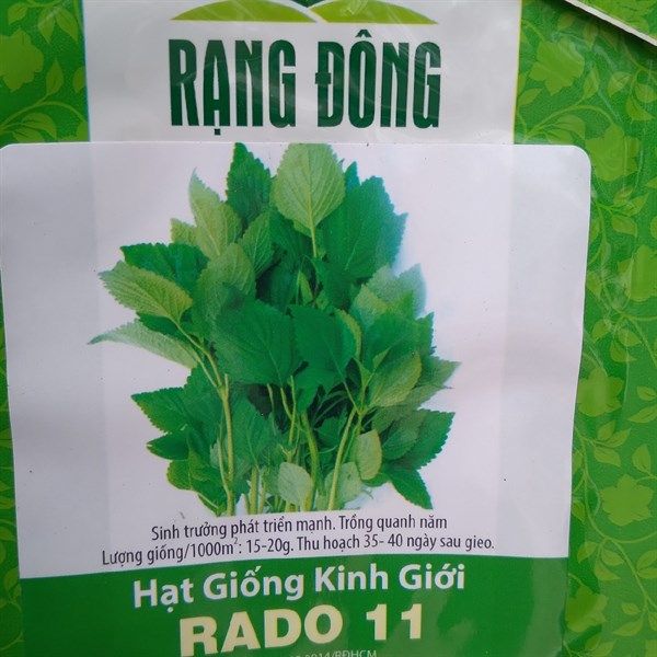 Kinh giới 11