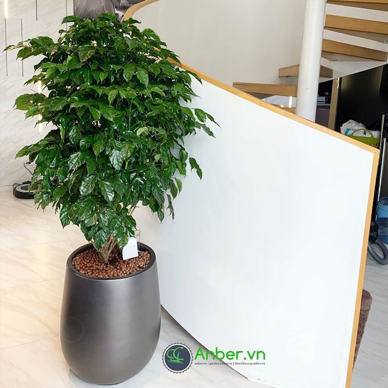 Cây Hạnh Phúc tán + Chậu composite tự tưới AWS 1133 (Xám Kim Loại Mờ)