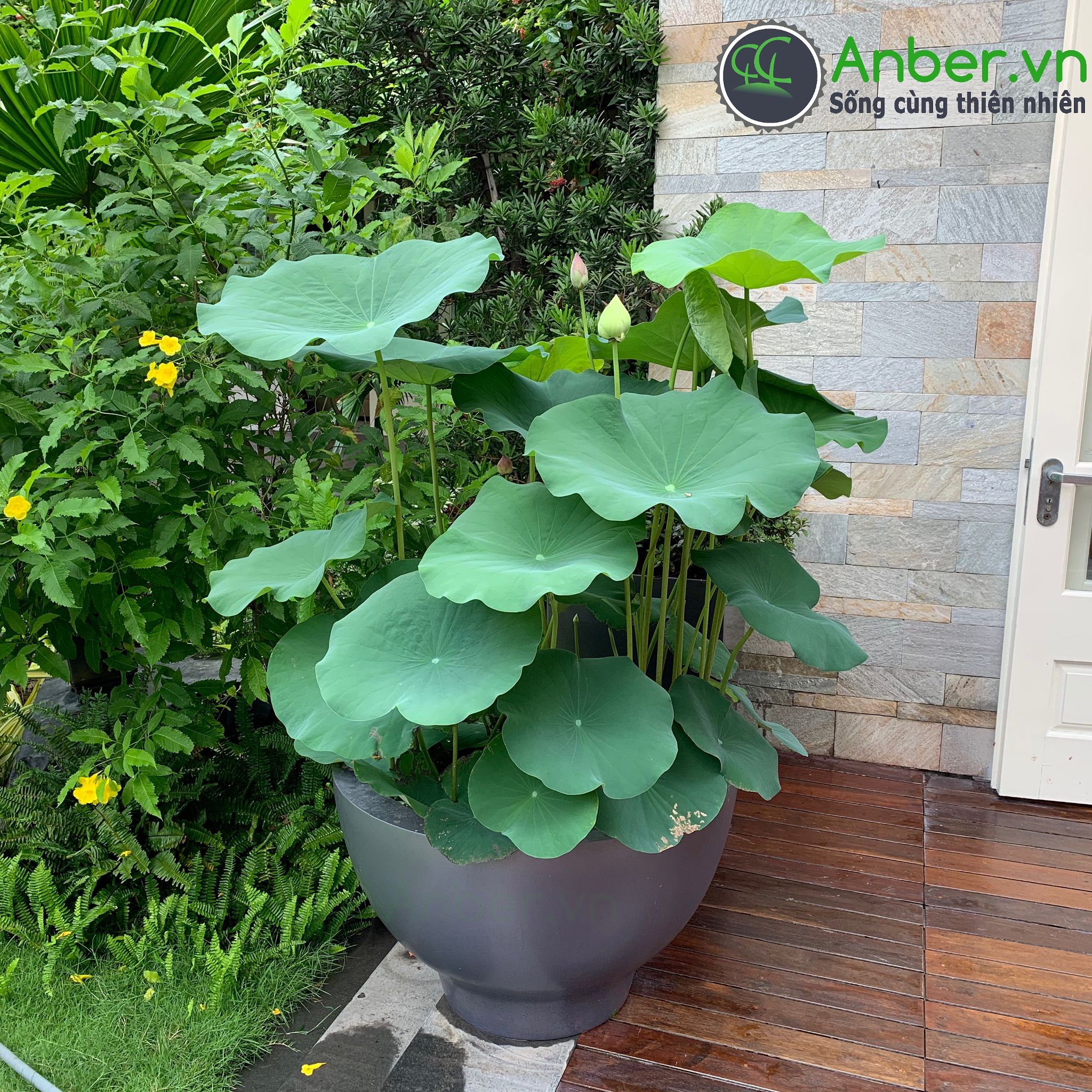 SALE Hoa sen Quan Âm + Chậu composite cao cấp Anber SE8888 Space Gray