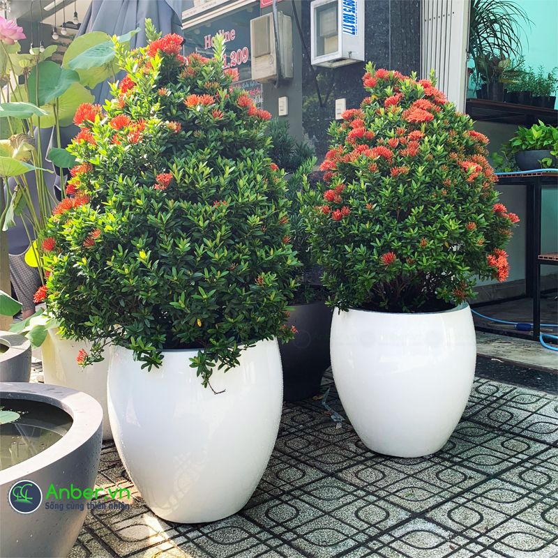 Hoa trang đỏ (Mẫu đơn) + Chậu composite cao cấp Anber 3399