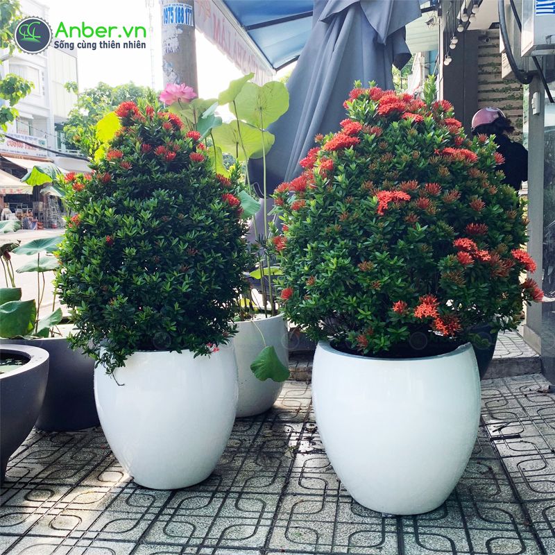 Hoa trang đỏ (Mẫu đơn) + Chậu composite cao cấp Anber 3399