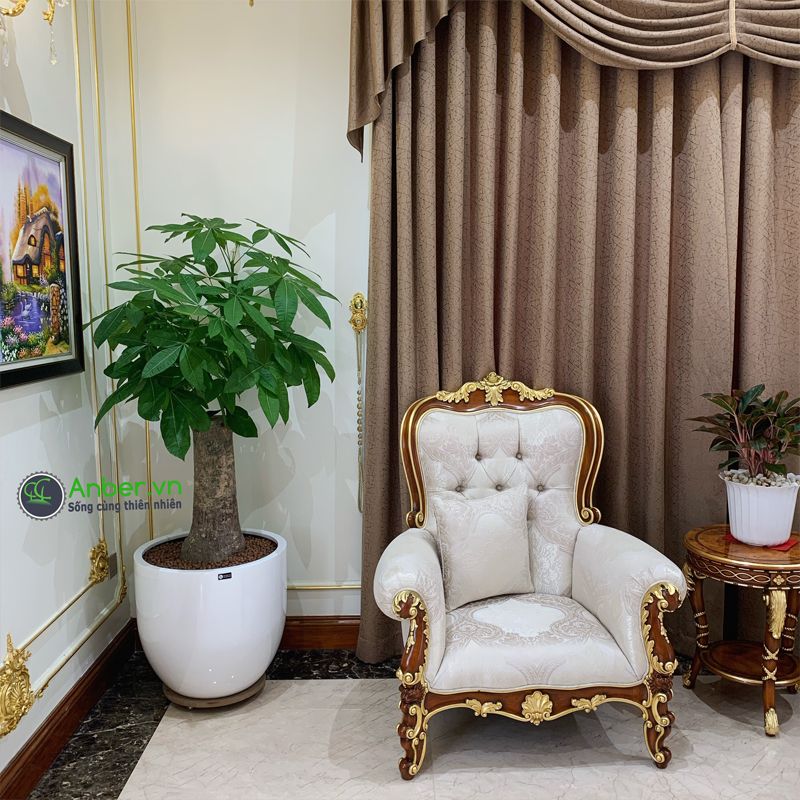Kim ngân chân voi + Chậu composite cao cấp Anber 1083