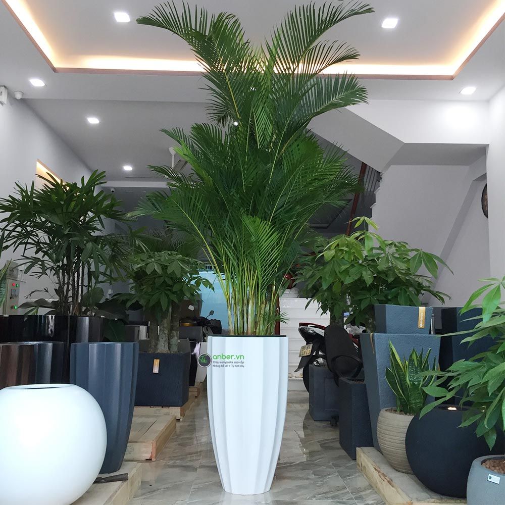 Cây cau nhật lớn + Chậu composite cao cấp Anber 6668
