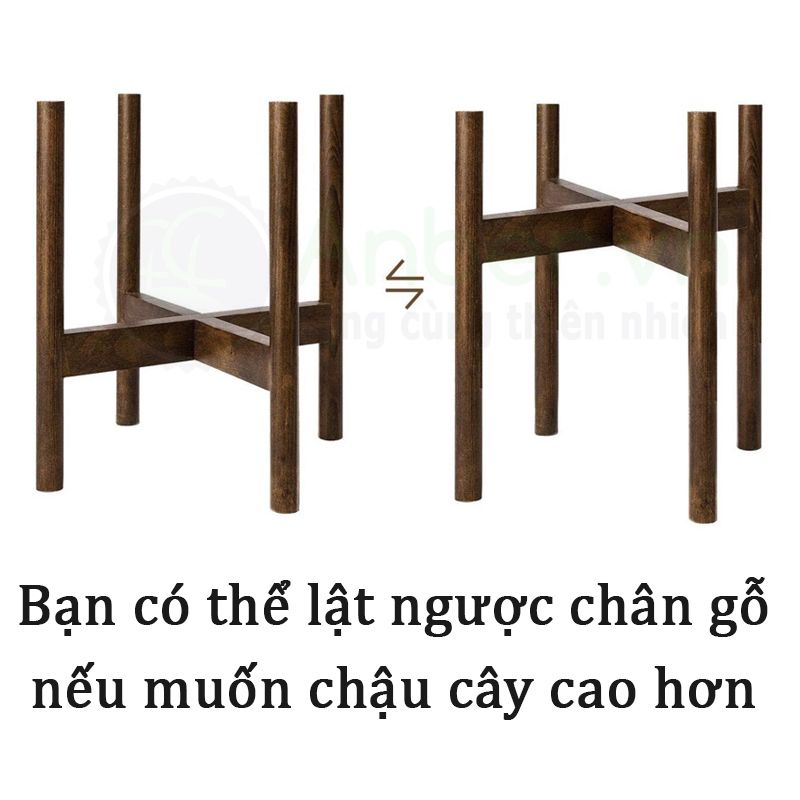 Cây Đế vương đỏ + Bộ chậu composite kệ gỗ Anber Wood 6688
