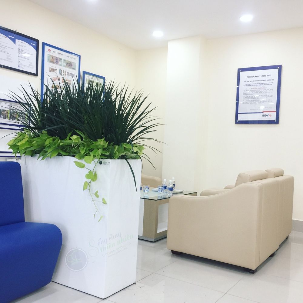 Phát tài núi xen trầu bà thái vàng + Chậu composite cao cấp Anber 1772 (Trắng bóng)