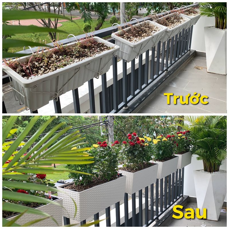 Hoa hồng gai + Chậu treo ban công tự tưới AWS Maia