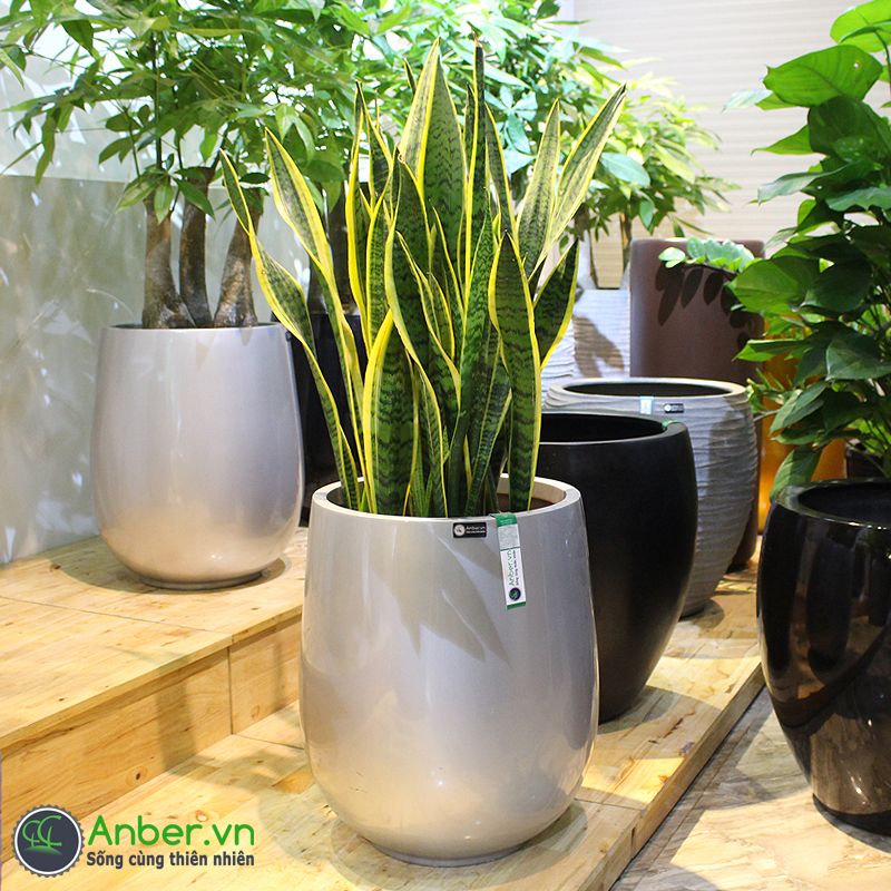 Cây Lưỡi hổ + Chậu composite cao cấp Anber 1133