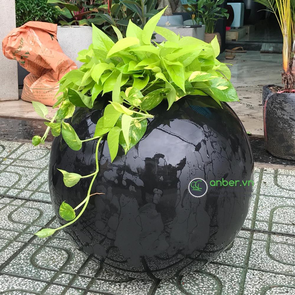 Trầu bà thái + Chậu composite SE8889 (Nâu cafe mờ)
