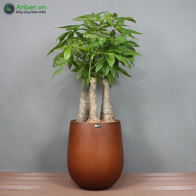 Cây kim ngân Phúc Lộc Thọ + Chậu composite tự tưới AWS 1133