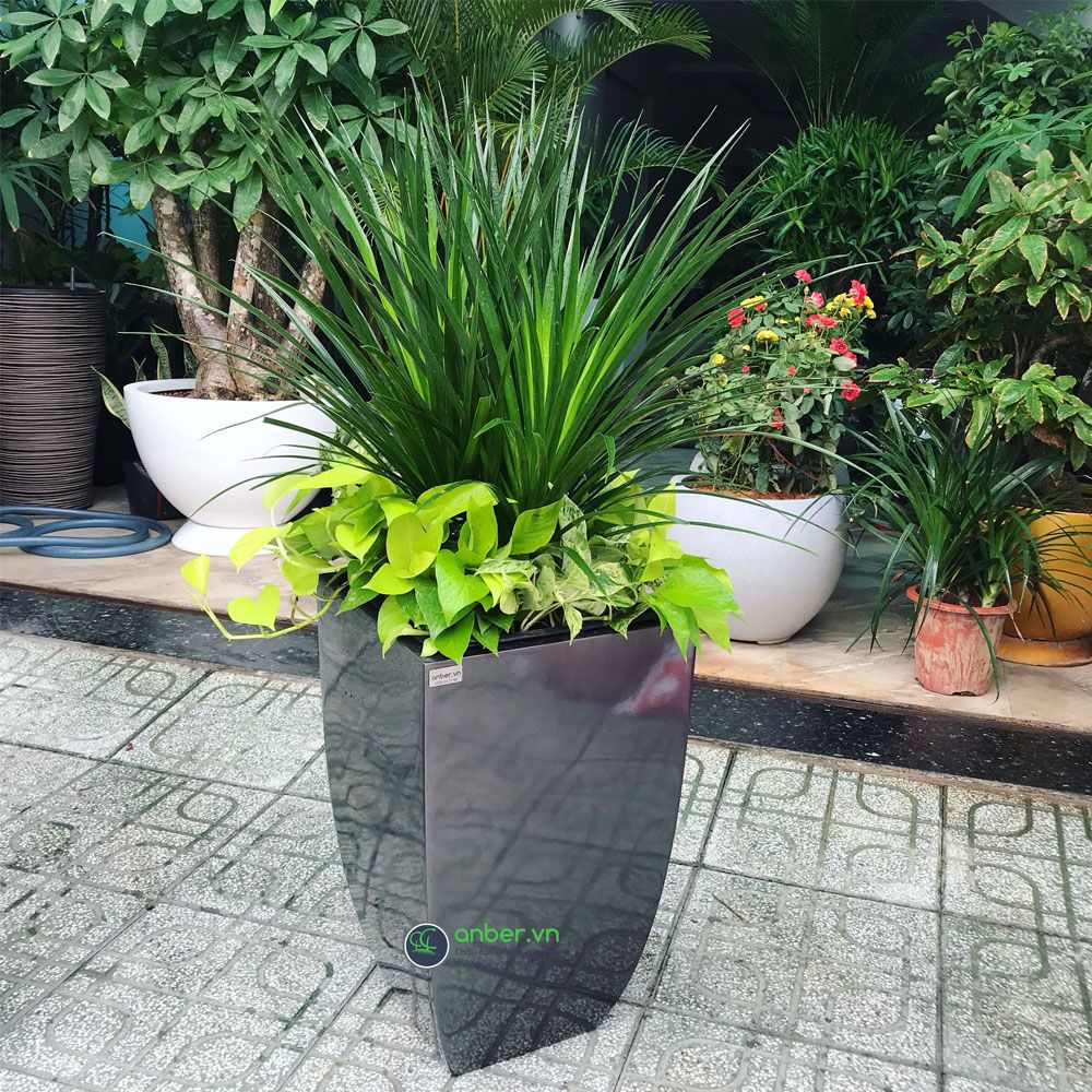 Phát tài núi xen trầu bà thái + Chậu composite cao cấp Anber 1021 (Xám kim loại bóng - W30xH51cm)