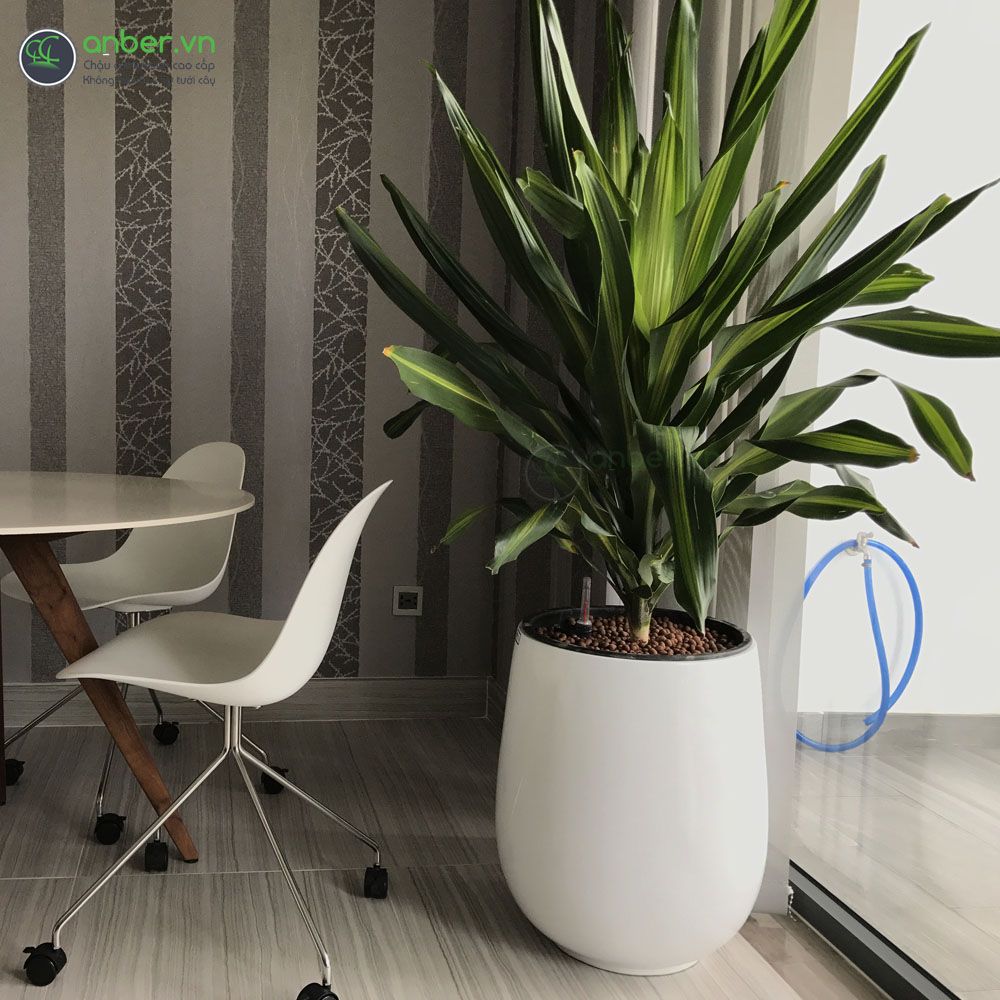 Cây Phát tài sọc + Chậu composite 1133 (Trắng bóng)