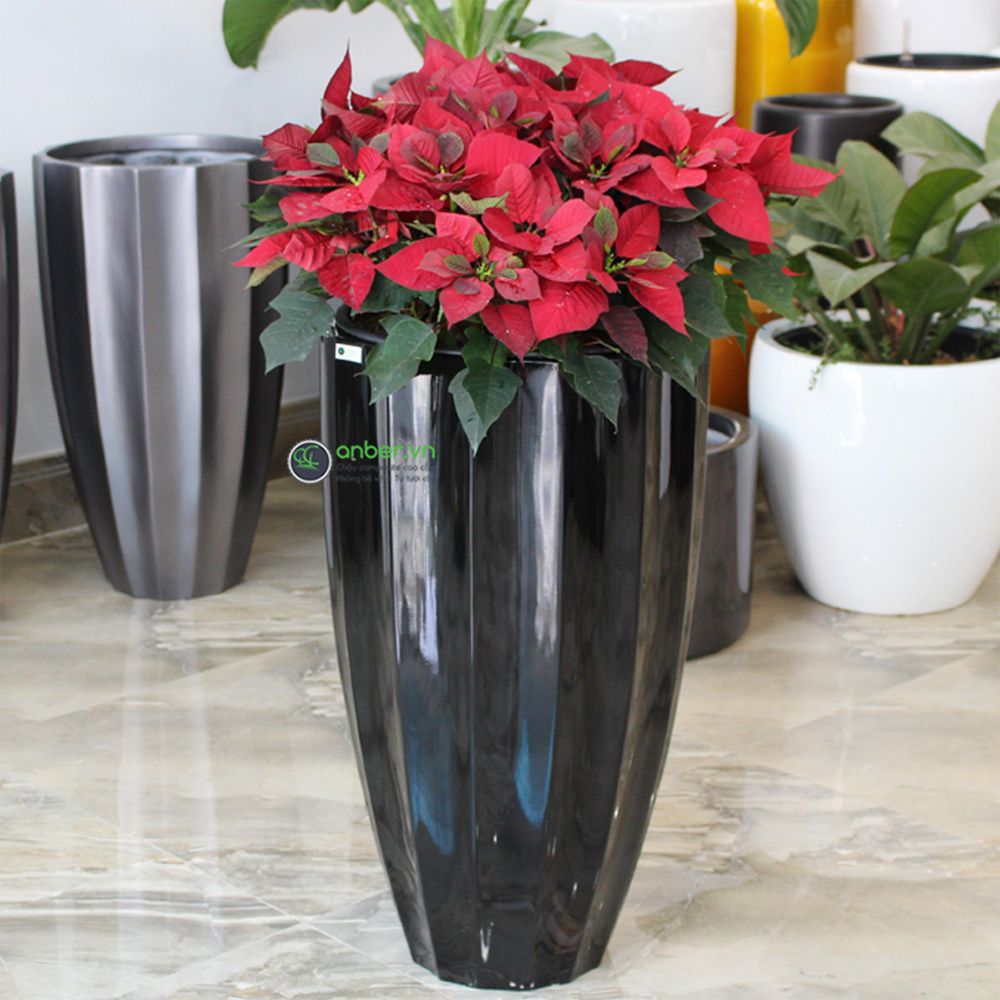 Cây Trạng nguyên + Chậu composite cao cấp Anber 6668
