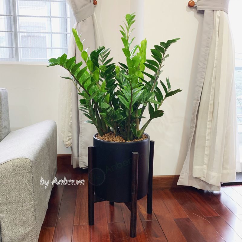 Cây Kim tiền + Bộ chậu composite kệ gỗ Anber Wood 6688