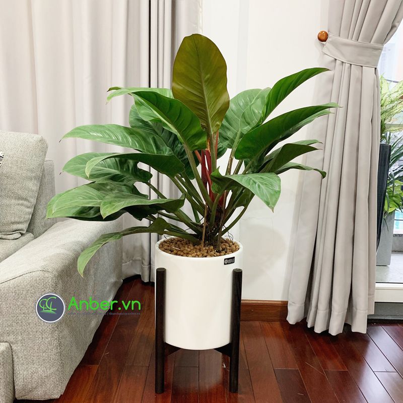 Cây Đế vương đỏ + Bộ chậu composite kệ gỗ Anber Wood 6688