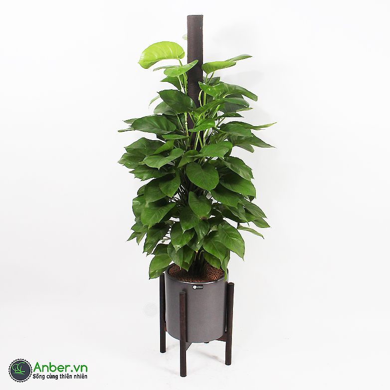 Cây trầu bà cột + Bộ chậu composite kệ gỗ Anber Wood 6688
