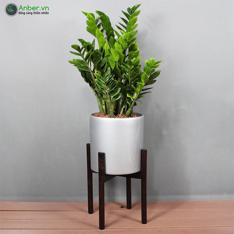 Cây Kim tiền + Bộ chậu composite kệ gỗ Anber Wood 6688