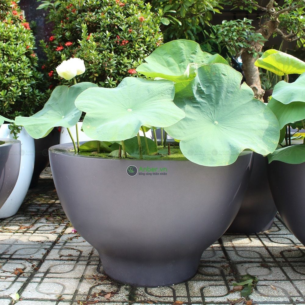 Hoa sen VIP Vàng Táo + Chậu composite cao cấp Anber SE8888 Space Gray