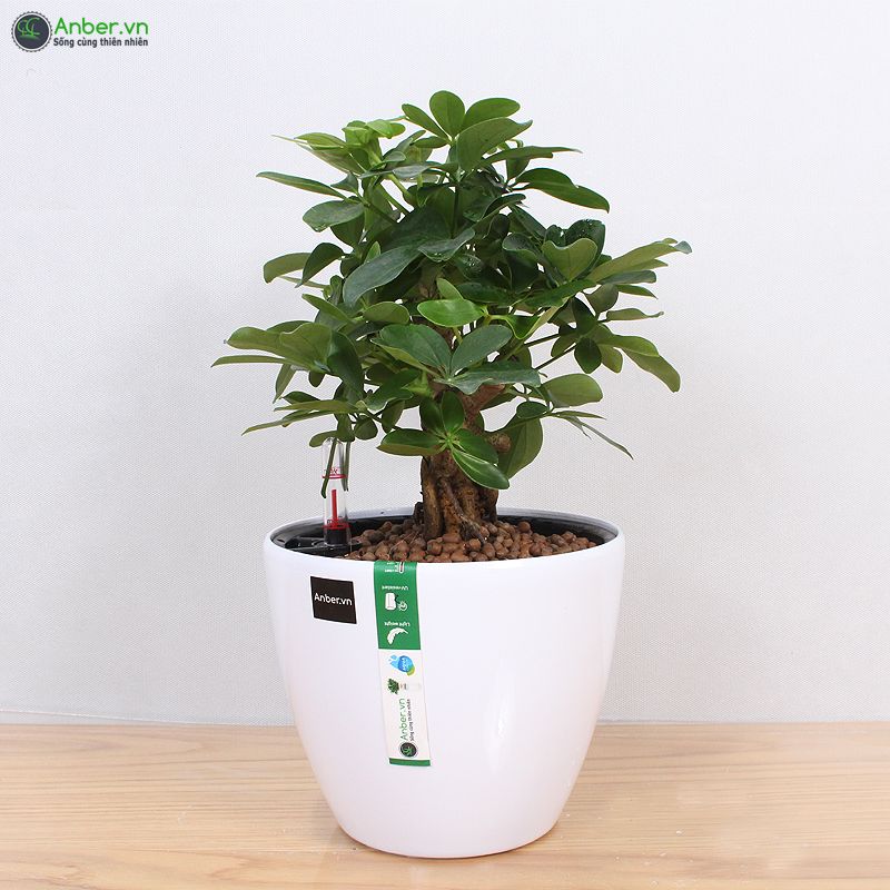 Cây ngũ gia bì bonsai + Chậu tự tưới AWS để bàn cao cấp Anber - Nesoi