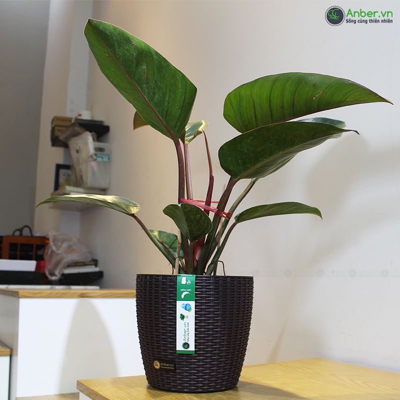 Cây đế vương đỏ + Chậu tự tưới AWS để bàn cao cấp Anber - Hades