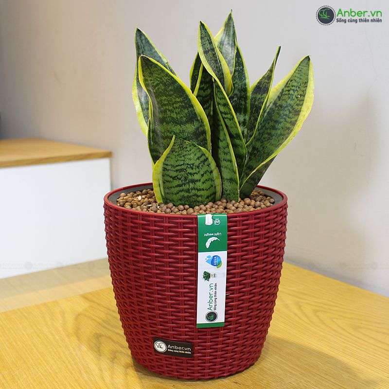 Cây lưỡi hổ thái + Chậu tự tưới AWS để bàn cao cấp Anber - Hades