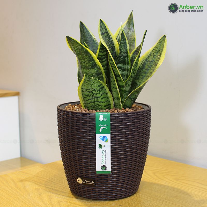 Cây lưỡi hổ thái + Chậu tự tưới AWS để bàn cao cấp Anber - Hades