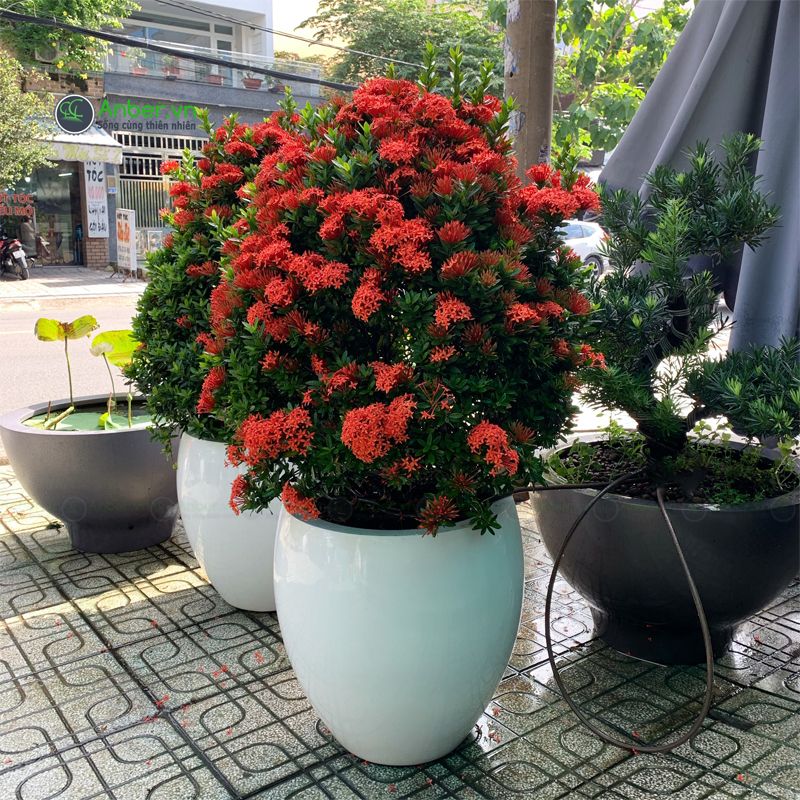 Hoa trang đỏ (Mẫu đơn) + Chậu composite cao cấp Anber 3399
