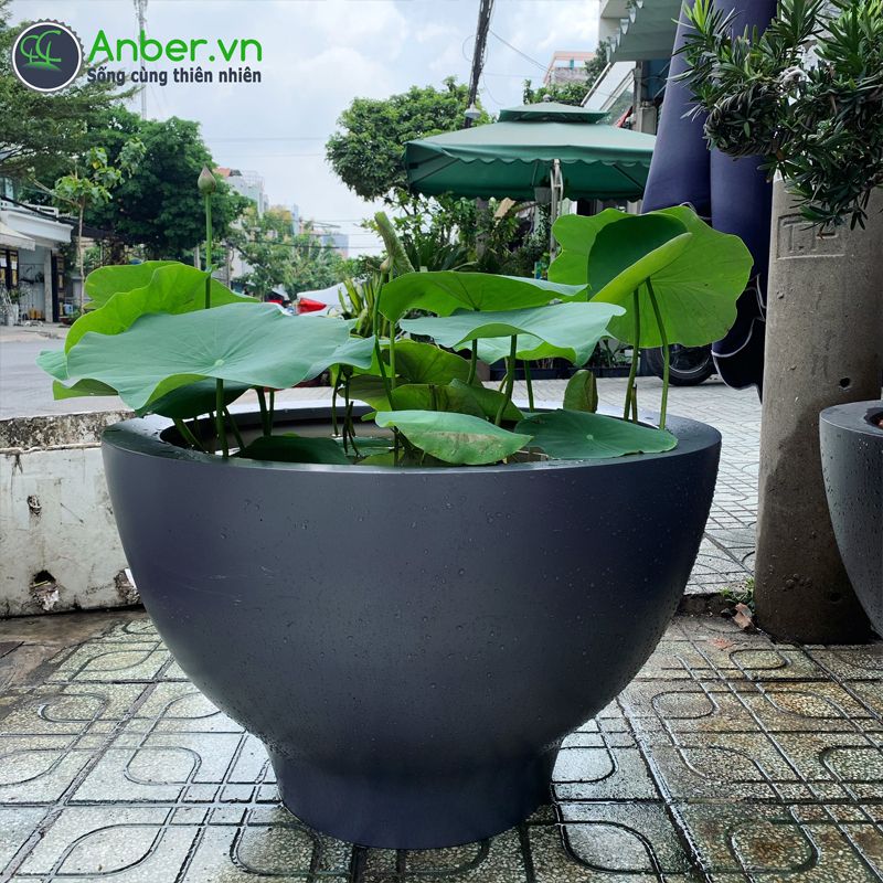 SALE Hoa sen Quan Âm + Chậu composite cao cấp Anber SE8888 Space Gray