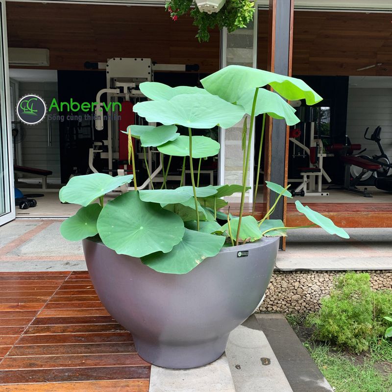 SALE Hoa sen Quan Âm + Chậu composite cao cấp Anber SE8888 Space Gray