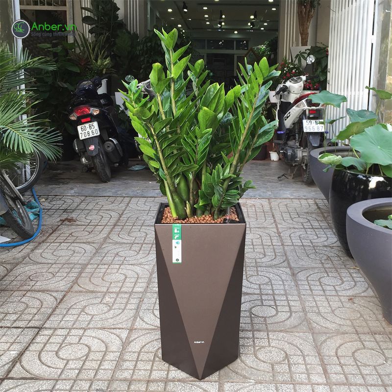 Cây kim tiền + Chậu tự tưới AWS cao cấp Anber - Diamond