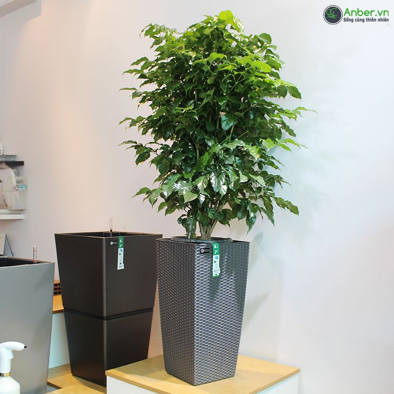 Cây Hạnh Phúc + Chậu tự tưới AWS cao cấp Anber - Rio