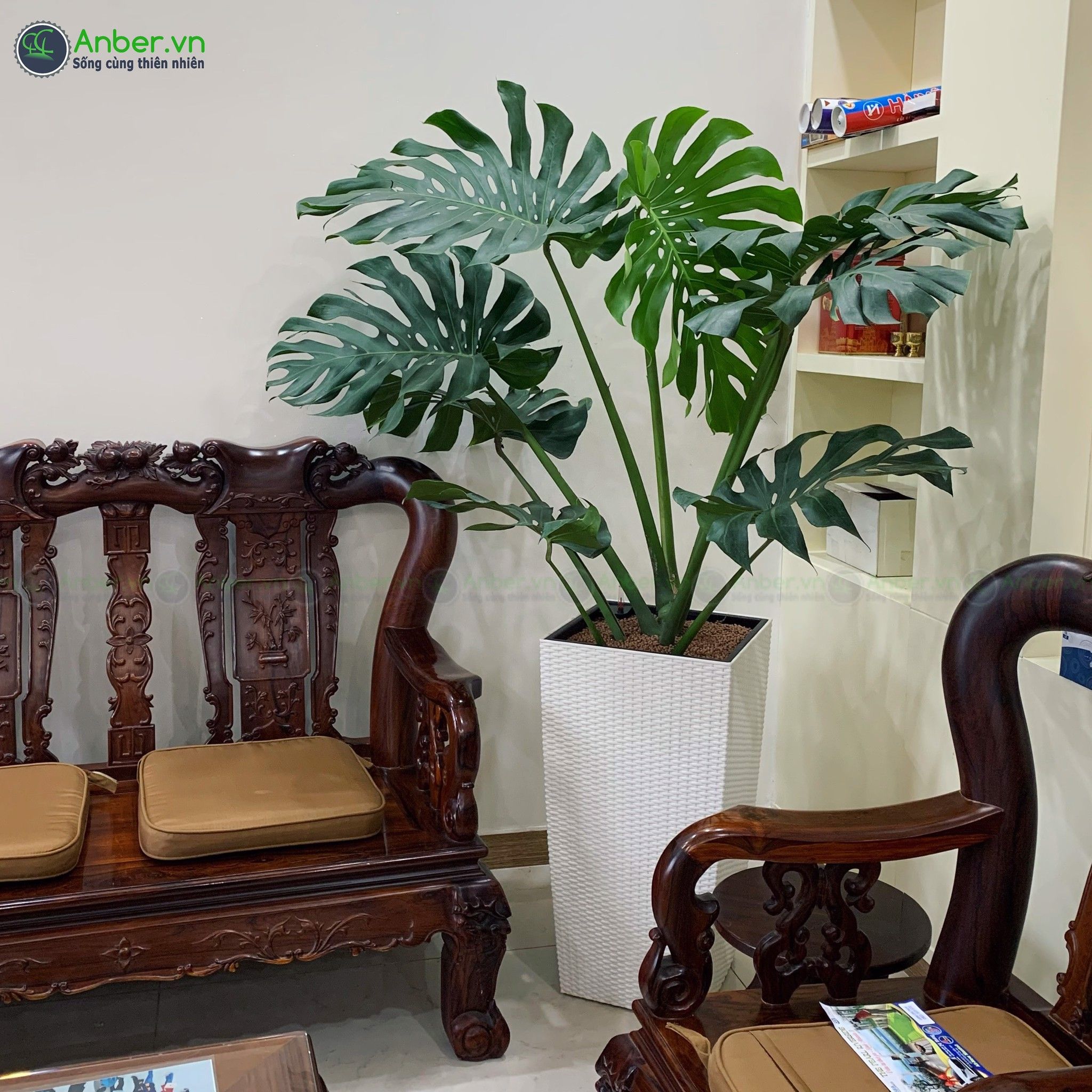 Cây trầu bà Monstera lớn + Chậu tự tưới AWS RIO