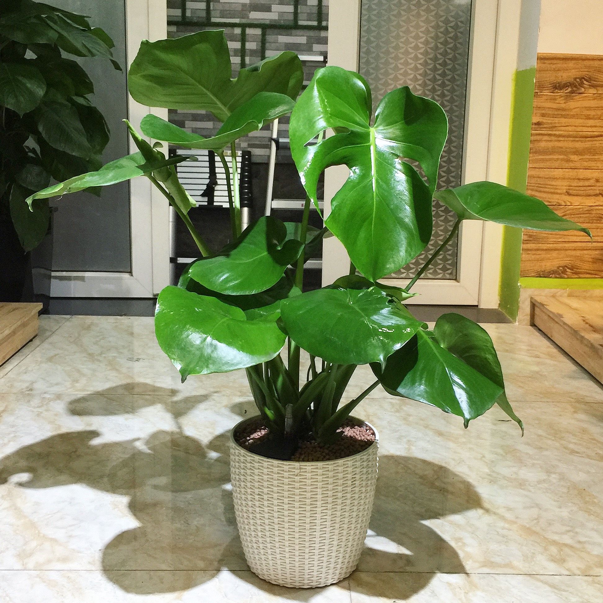 Cây trầu bà Monstera + Chậu tự tưới AWS để bàn Hades