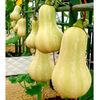 GÓI 5 HẠT GIỐNG BÍ BƠ NHẬT BẢN BUTTERNUT