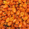 GÓI 10 HẠT GIỐNG ỚT SIÊU CAY HABANERO